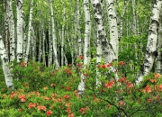 爱游戏娱乐-F1年度争冠之夜，马克西维斯塔潘关键战不手软