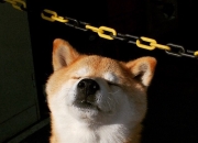 爱游戏官方入口-绿茵指挥家，卢卡库引领全队，爱尔兰掀起得分风暴压制克罗地亚