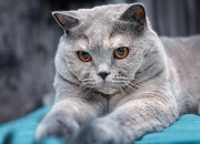 爱游戏APP-当蓝色海岸遇见中北美飓风，德布劳内如何用传球绘制胜利蓝图