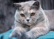 爱游戏APP-当蓝色海岸遇见中北美飓风，德布劳内如何用传球绘制胜利蓝图