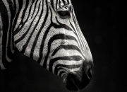 爱游戏在线-烽火伊比利亚，葡萄牙战术风暴中，努涅斯独舞定江山