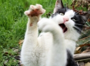 爱游戏tv-世界排名争夺战焦点战，青春风暴撕裂传统枷锁，活塞打穿马刺启示录