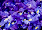 爱游戏在线-方向盘后的风笛手，F1苏格兰决胜局力克法国卫冕冠军