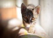 爱游戏官网-NBA季后赛焦点战，76人队横扫新疆队，展现冠军相