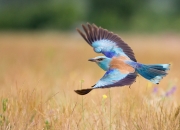 爱游戏体育-跨界风云，南非关键战突围爱尔兰，姆巴佩NBA季后赛传奇接管