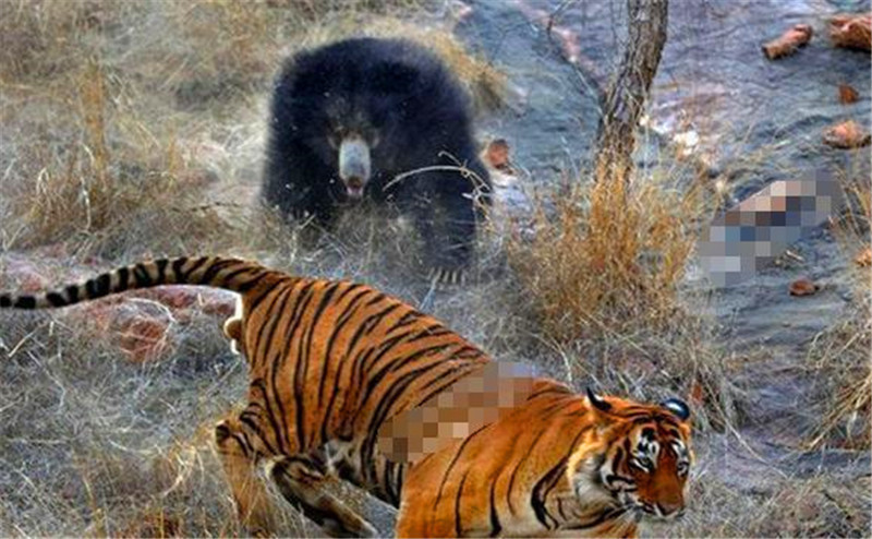 强强对抗，双方实力相差不大