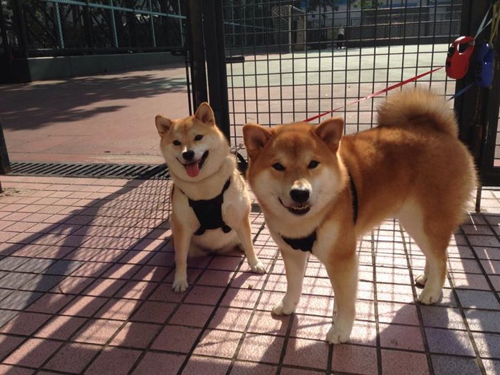 字母哥关键节点连续得分，灰熊加时险胜湖人