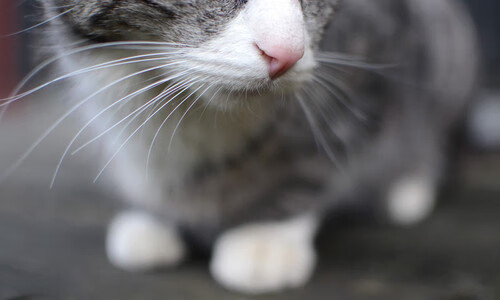 夜幕为幕,觉醒为刃,拉文以巴西雨战定义新时代