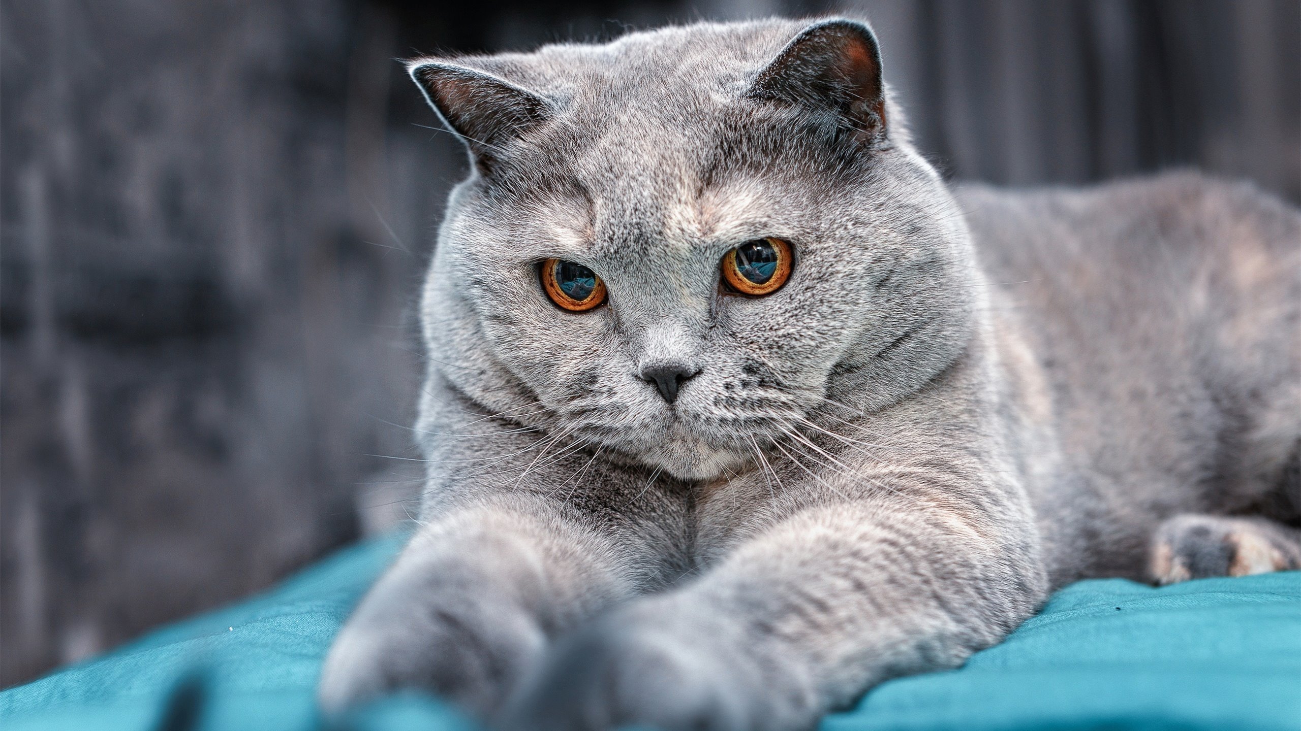 当蓝色海岸遇见中北美飓风，德布劳内如何用传球绘制胜利蓝图