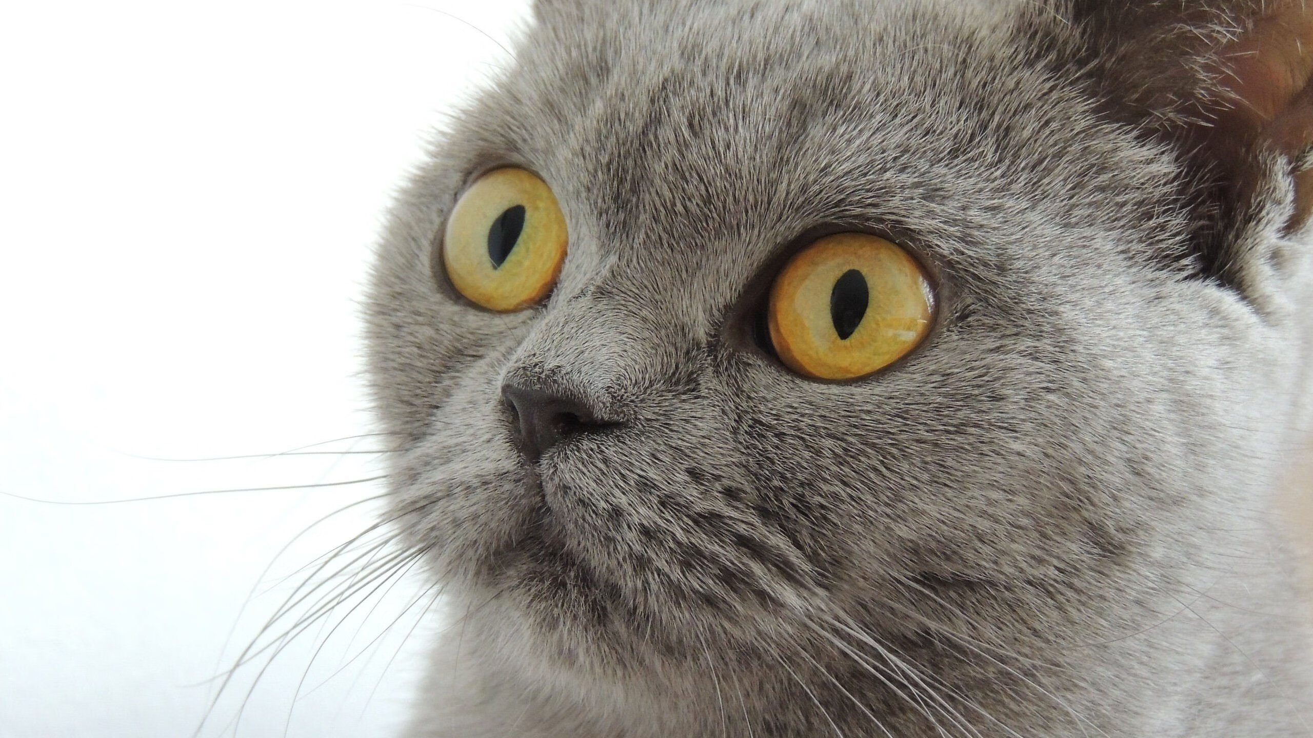 奥运前哨，血脉贲张，活塞鏖战辽宁，超越胜负的淬炼