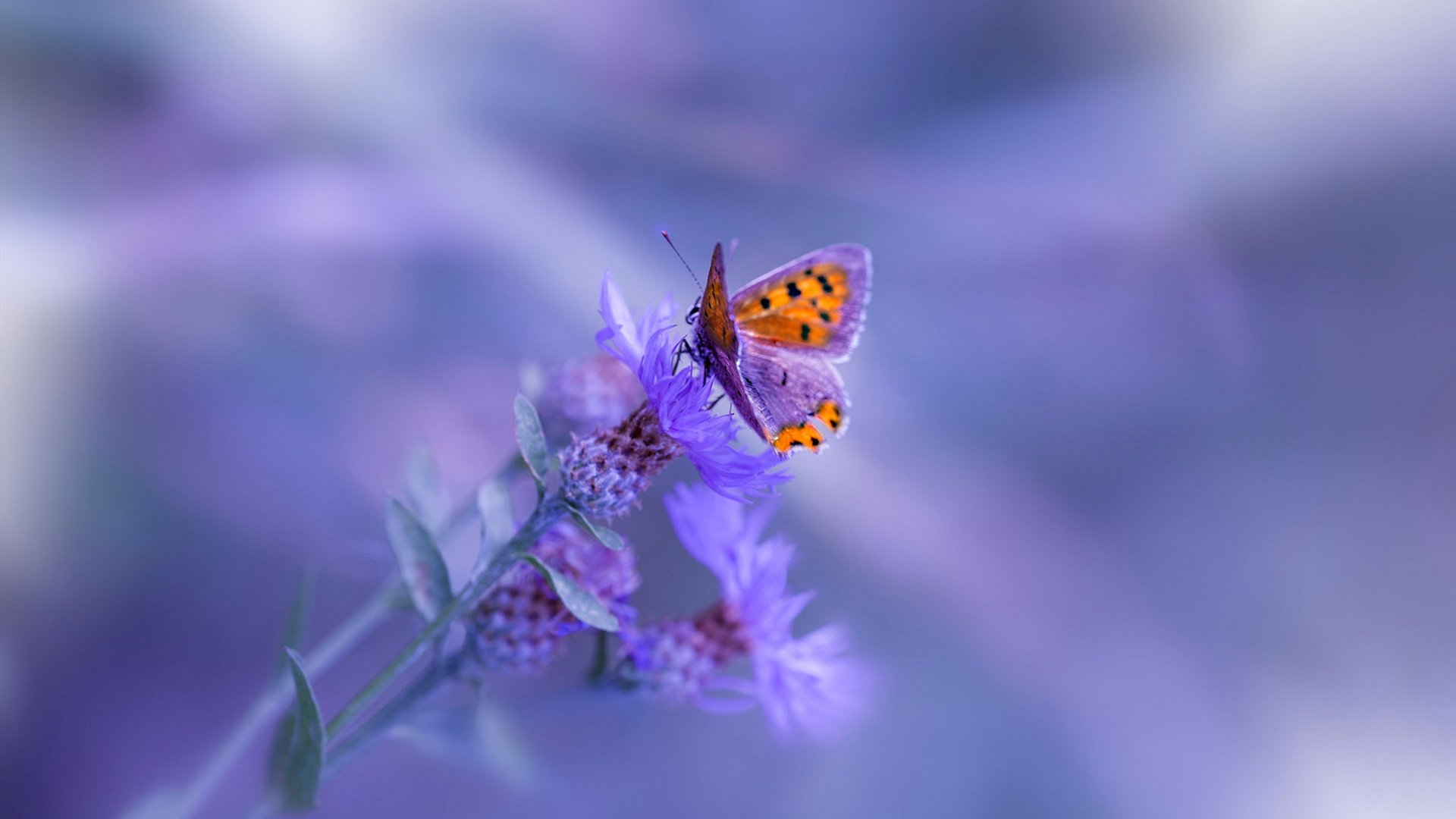 铁血马里鏖战破局，拉什福德关键时刻的连续得分艺术