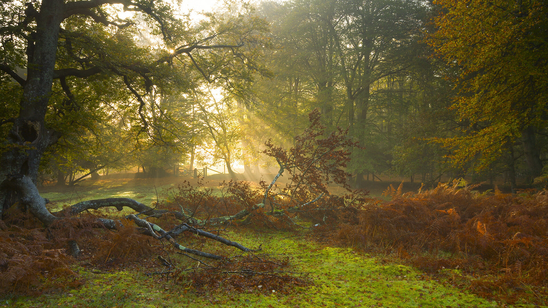 无声惊雷，哥斯达黎加加时鏖战力克伊朗背后的篮球远征